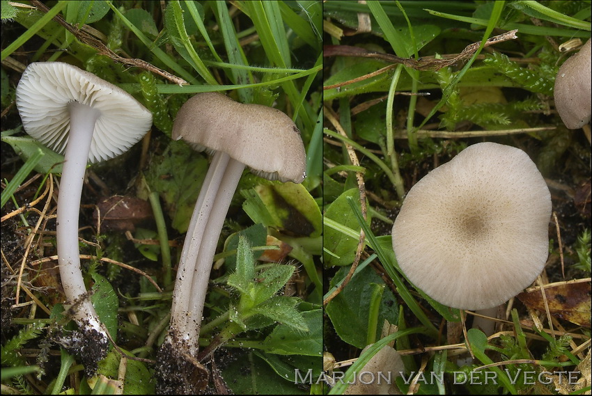 Bleekbruin staalsteeltje - Entoloma sodale